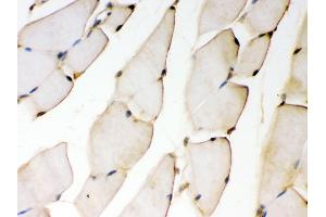 Anti- KAT13D/CLOCK antibody, IHC(P) IHC(P): Mouse Skeletal Muscle Tissue