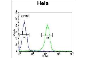anti-Transmembrane Protein 214 (TMEM214) (AA 38-66), (N-Term) antibody