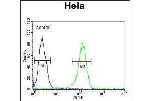TME Antibody (N-term) (ABIN654026 and ABIN2843945) flow cytometric analysis of Hela cells (right histogram) compared to a negative control cell (left histogram). (TMEM214 anticorps  (N-Term))