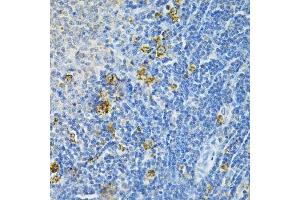 Immunohistochemistry of paraffin-embedded rat spleen using GLRX Antibody (ABIN6127980, ABIN6141147, ABIN6141149 and ABIN6220940) at dilution of 1:200 (40x lens).