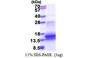 SDS-PAGE (SDS) image for WAP Four-Disulfide Core Domain 12 (WFDC12) (AA 24-111) protein (His tag) (ABIN5853474) (WFDC12 Protein (AA 24-111) (His tag))