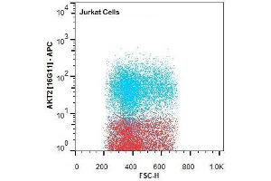 Flow Cytometry of Rat anti-AKT2 antibody. (AKT2 anticorps  (Internal Region))