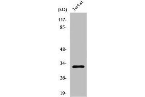 Western Blot analysis of K562 cells using Neuralized-2 Polyclonal Antibody