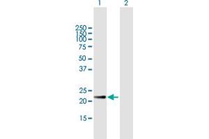 Western Blot analysis of CRK expression in transfected 293T cell line by CRK MaxPab polyclonal antibody. (Crk anticorps  (AA 1-204))