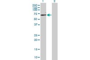 Western Blot analysis of MAP3K7 expression in transfected 293T cell line by MAP3K7 MaxPab polyclonal antibody.