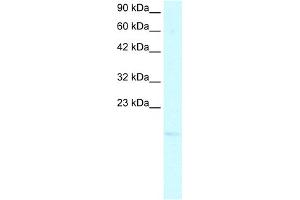 WB Suggested Anti-PC4 Antibody Titration:  2. (SUB1 anticorps  (N-Term))