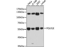 Western blot analysis of extracts of various cell lines, using POLR1E antibody (ABIN6131099, ABIN6145912, ABIN6145913 and ABIN6216434) at 1:3000 dilution. (POLR1E anticorps  (AA 1-419))