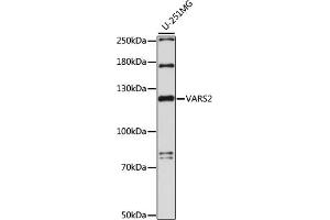 Western blot analysis of extracts of U-251MG cells, using V antibody (ABIN7271286) at 1:1000 dilution. (Valyl-tRNA Synthetase 2, Mitochondrial (VARS2) (AA 864-1063) anticorps)