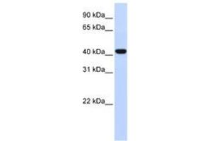 Image no. 1 for anti-Forkhead Box D1 (FOXD1) (AA 324-373) antibody (ABIN6742332)