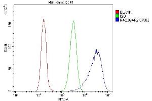 Flow Cytometry analysis of CACO-2 cells using anti-RAB3GAP2 antibody (ABIN6719633). (RAB3GAP2 anticorps  (AA 1-115))