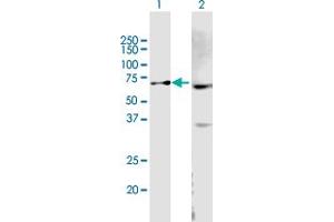 Western Blot analysis of ABCB9 expression in transfected 293T cell line by ABCB9 MaxPab polyclonal antibody. (ABCB9 anticorps  (AA 1-596))