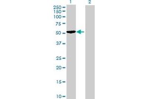 Western Blot analysis of SNX15 expression in transfected 293T cell line by SNX15 MaxPab polyclonal antibody. (SNX15 anticorps  (AA 1-342))