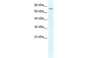 DDX23 antibody used at 1.