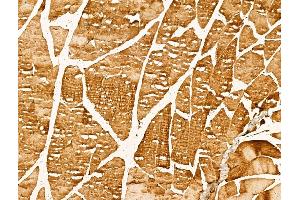 ABIN7094379 and ABIN7098426 at 1/100 staining Mouse muscle tissue by IHC-P. (Myotilin anticorps  (C-Term))