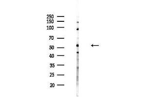 Western blot analysis of lysates from HepG2 cells(LPS,4h treatment), using PCYOX1 Antibody at 1/1000 dilution.