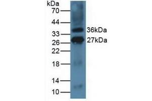 Detection of ICOSLG in Mouse Thymus Tissue using Polyclonal Antibody to Inducible T-Cell Co Stimulator Ligand (ICOSLG)
