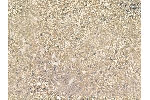 ABIN6256818 and ABIN6267197 at 1/100 staining human normal liver tissue by IHC-P.