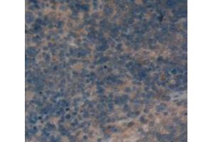 IHC-P analysis of Rat Tissue, with DAB staining. (CD72 anticorps  (AA 126-237))