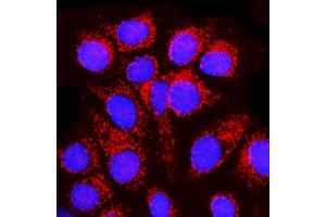 IF analysis of MPPB/PMPCB using anti-MPPB/PMPCB antibody (ABIN7600758). (PMPCB anticorps  (AA 23-479))