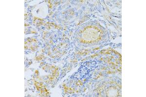 Immunohistochemistry of paraffin-embedded rat ovary using CYCS antibody. (Cytochrome C anticorps  (AA 1-105))