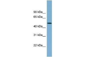 Human 721_B; WB Suggested Anti-ACTR3B Antibody Titration: 0. (ACTR3B anticorps  (N-Term))