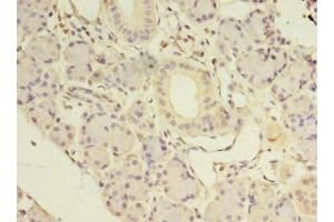Immunohistochemistry of paraffin-embedded human pancreatic tissue using ABIN7161530 at dilution of 1:100 (NKIRAS1 anticorps  (AA 1-192))