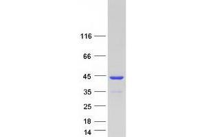Validation with Western Blot
