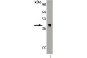 Western blot analysis: Lane 1: DnaJ Recombinant E. (DNAJB6 anticorps)