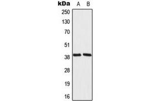 Western blot analysis of MRPL39 expression in 293T (A), NIH3T3 (B) whole cell lysates. (MRPL39 anticorps  (C-Term))