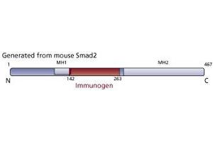 Image no. 1 for anti-Smad2/3 Transcription Factor (SMAD2/3) (AA 142-263) antibody (ABIN968209)