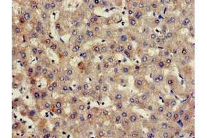 Immunohistochemistry of paraffin-embedded human liver tissue using ABIN7154998 at dilution of 1:100 (Hemopexin anticorps  (AA 32-254))