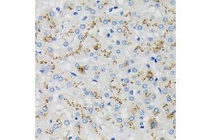 Immunohistochemistry of paraffin-embedded Human liver using SDF4 Rabbit pAb (ABIN7270606) at dilution of 1:100 (40x lens). (SDF4 anticorps  (AA 37-200))