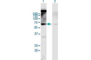 Western Blot analysis of CHRM2 expression in transfected 293T cell line by CHRM2 MaxPab polyclonal antibody. (Muscarinic Acetylcholine Receptor M2 anticorps  (AA 1-466))