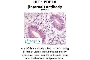 Image no. 1 for anti-phosphodiesterase 3A, cGMP-Inhibited (PDE3A) (Internal Region) antibody (ABIN1737912) (PDE3A anticorps  (Internal Region))