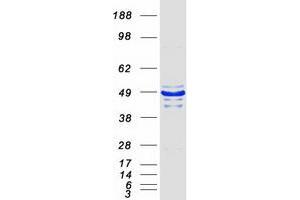Validation with Western Blot