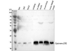 Western blot analysis of Cytochrome c/CYCS using anti-Cytochrome c/CYCS antibody (ABIN3042783).