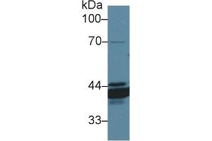 Western Blot; Sample: Canine Stomach lysate; Primary Ab: 1µg/ml Rabbit Anti-Canine ANXA4 Antibody Second Ab: 0.