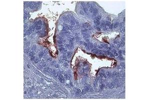 Antibody Titration: 2-10 µg/mL  Positive Control: Human Intestine cell lysate