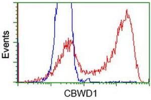 Flow Cytometry (FACS) image for anti-COBW Domain Containing 1 (CBWD1) antibody (ABIN1497115) (CBWD1 anticorps)