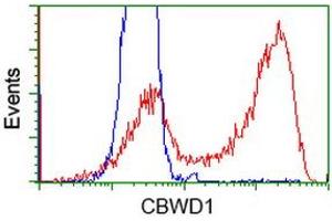 Flow Cytometry (FACS) image for anti-COBW Domain Containing 1 (CBWD1) antibody (ABIN1497115) (CBWD1 anticorps)