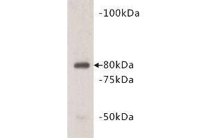 Western Blotting (WB) image for anti-Vang-Like 1 (Vangl1) antibody (ABIN1855000) (Vangl1 anticorps)