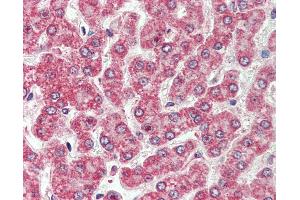 Anti-CXADR antibody IHC of human liver. (Coxsackie Adenovirus Receptor anticorps  (Internal Region))