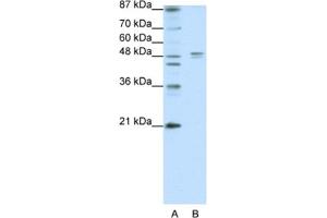 Western Blotting (WB) image for anti-Serotonin Receptor 1A (HTR1A) antibody (ABIN2463749) (Serotonin Receptor 1A anticorps)