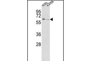 Western blot analysis of FPGS Antibody (Center) (ABIN390963 and ABIN2841146) in K562,  cell line lysates (35 μg/lane). (FPGS anticorps  (AA 304-330))