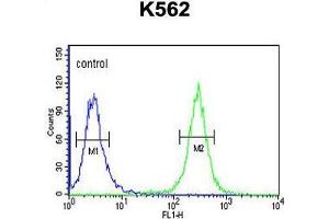 ACSM1 Antibody (N-term) flow cytometric analysis of K562 cells (right histogram) compared to a negative control cell (left histogram). (ACSM1 anticorps  (N-Term))
