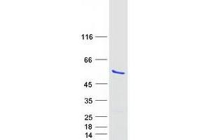Validation with Western Blot