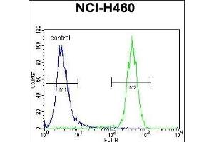 CCDC63 Antibody (C-term) (ABIN655453 and ABIN2844981) flow cytometric analysis of NCI- cells (right histogram) compared to a negative control cell (left histogram).