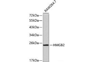 Western blot analysis of extracts of RAW264. (HMGB2 anticorps)