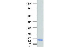 Validation with Western Blot