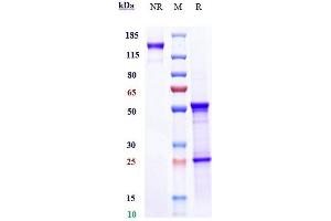 Anti-CXCL8 / IL-8 Reference Antibody (HuMax-IL8) on SDS-PAGE under reducing (R) condition. (Recombinant IL-8 anticorps)